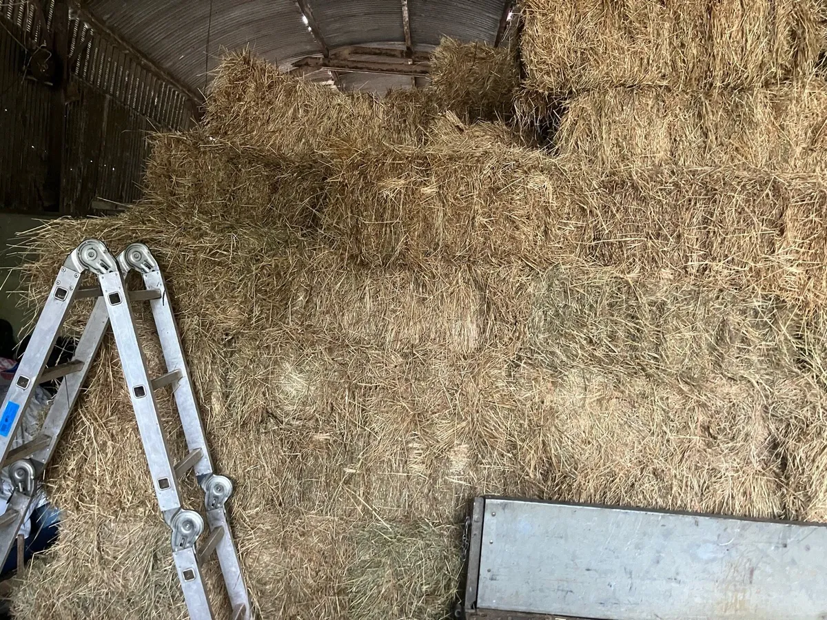Hay - Image 2