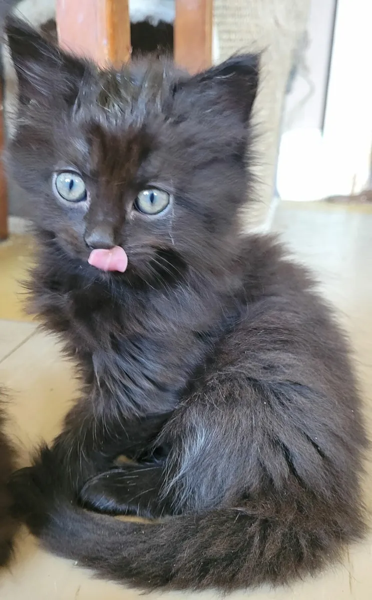 Domestic Longhaired kittens - Image 3