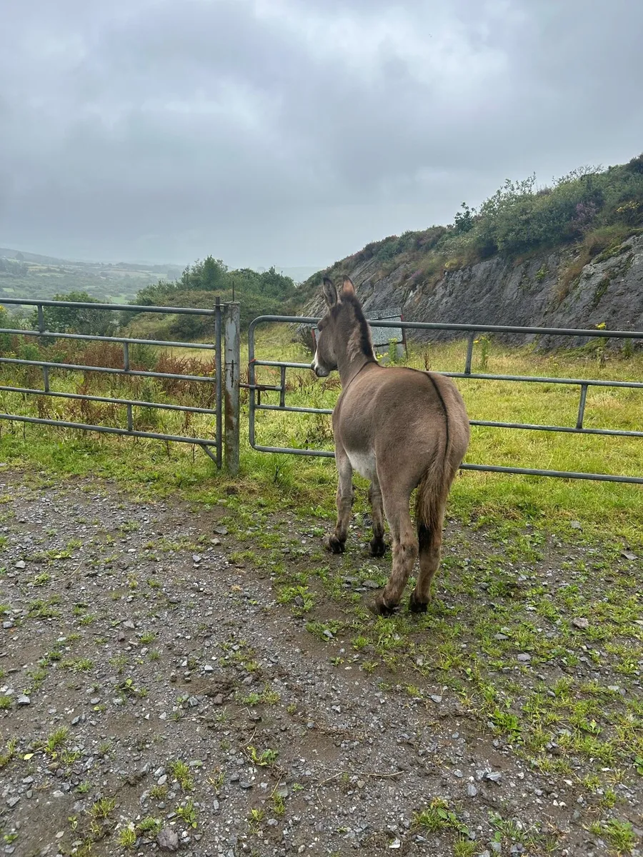 Jack Donkey