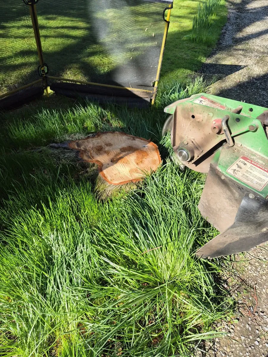 Stump removal - Image 3
