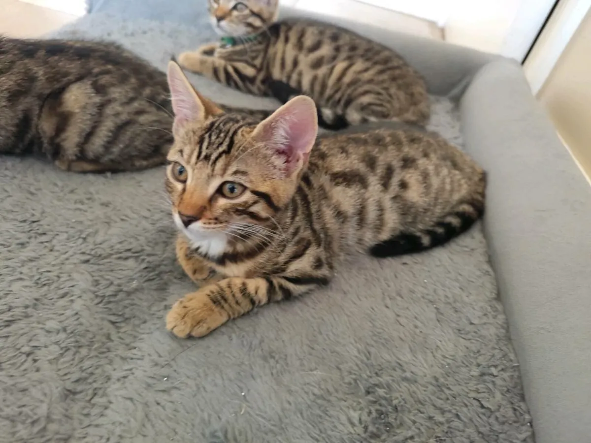 Bengal Kittens - Image 1