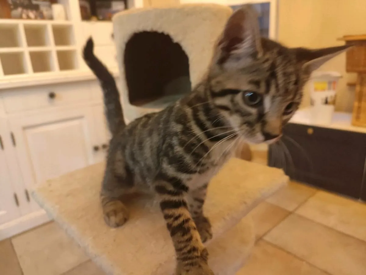 Bengal Kittens - Image 4