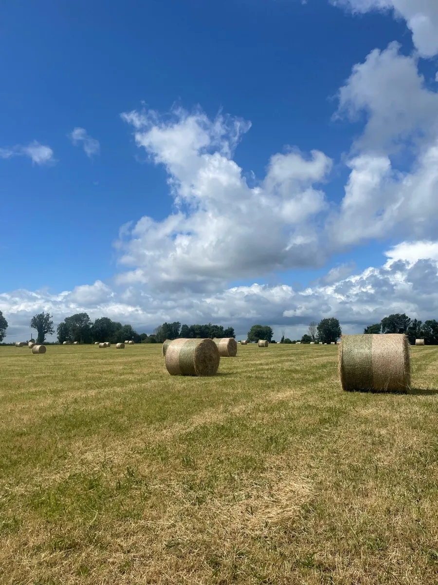 Hay - Image 1