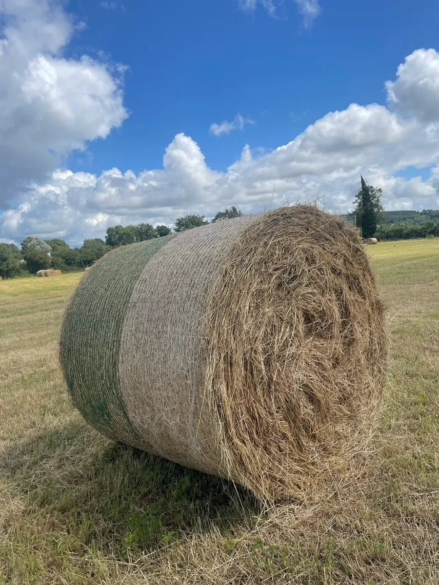 Hay - Image 2