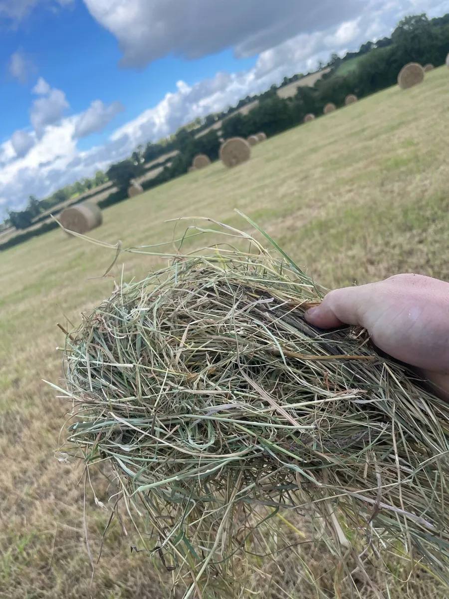 Hay - Image 3