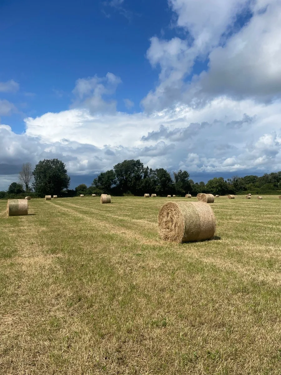 Hay - Image 4