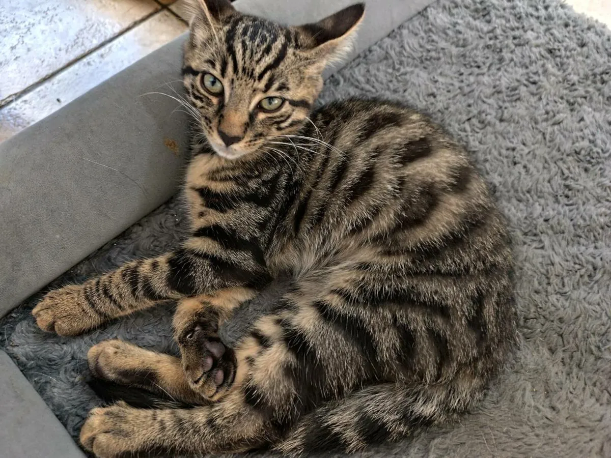 Bengal Kittens - Image 3