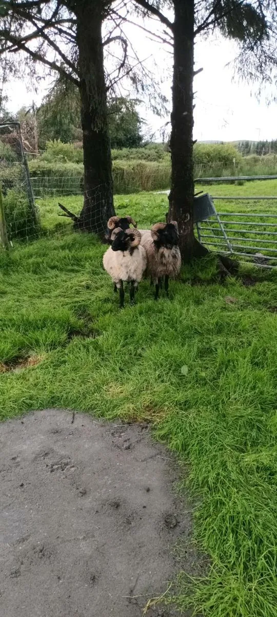 Sis hoggets for sale - Image 1