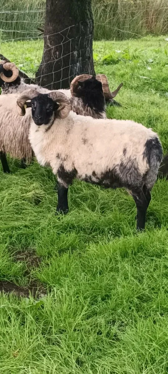 Sis hoggets for sale - Image 2