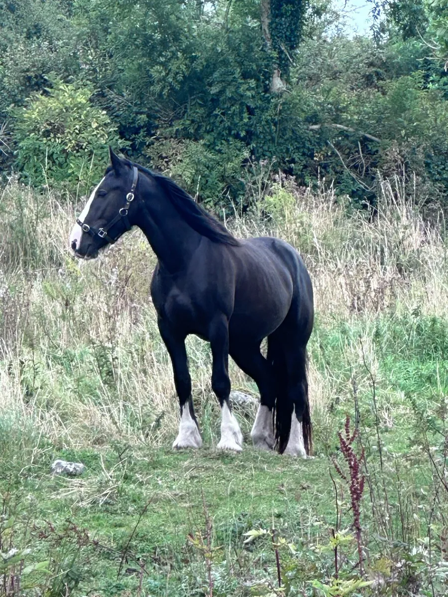 Cob mare and foal - Image 1