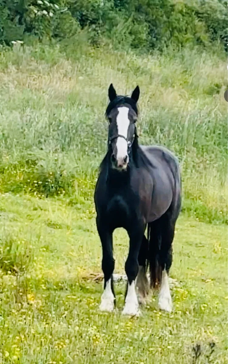 Cob mare and foal - Image 2