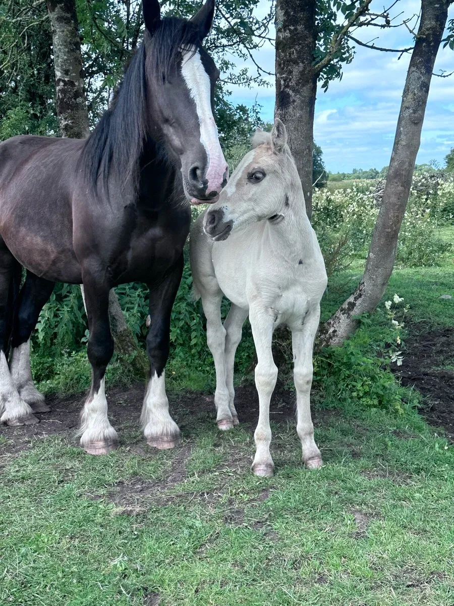 Cob mare and foal - Image 3