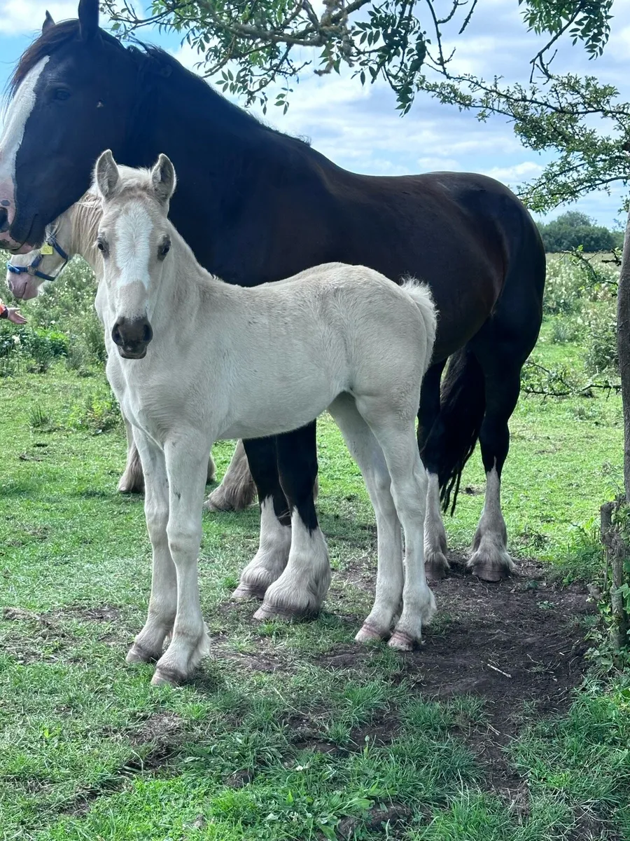 Cob mare and foal - Image 4