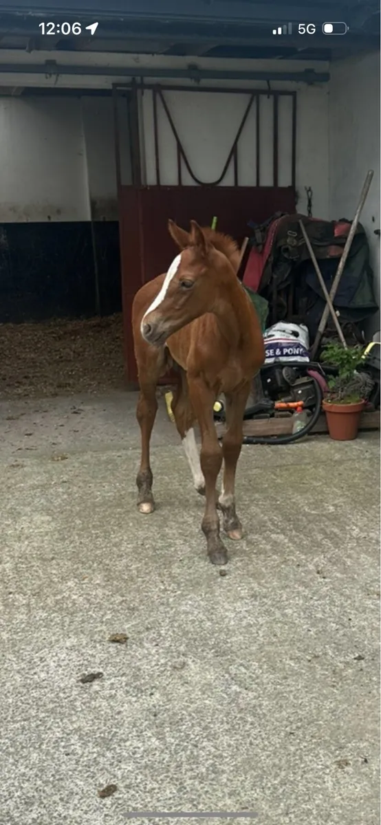 Broodmare,foal by castlecomerQ - Image 1