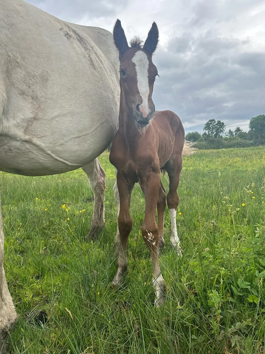 Broodmare,foal by castlecomerQ - Image 4