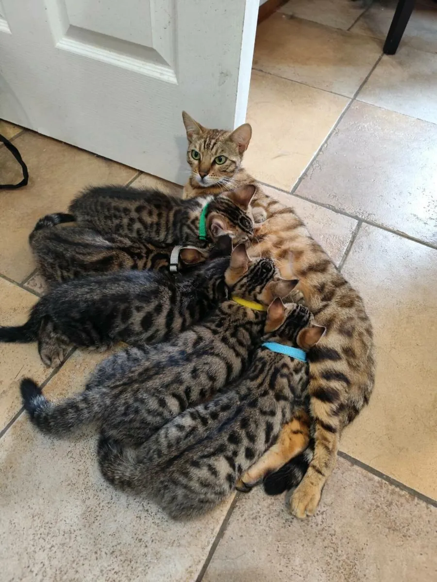 Bengal Kittens - Last one left - Image 4