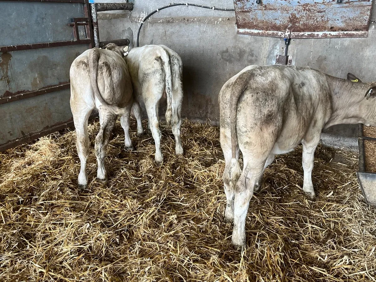 3 super charlaois heifer  weanlings - Image 1