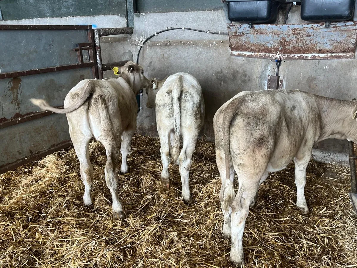 3 super charlaois heifer  weanlings - Image 3