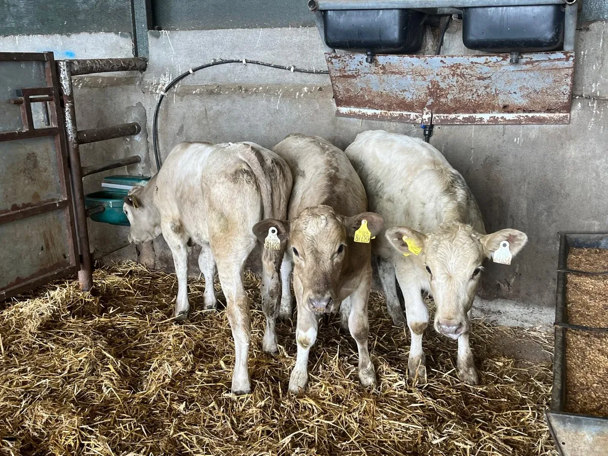 3 super charlaois heifer  weanlings - Image 4