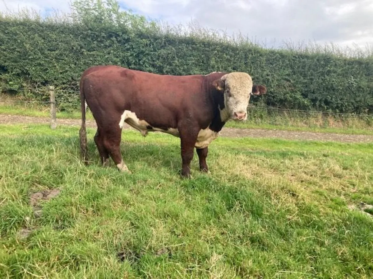 Hereford P.B.R Bull - Image 1
