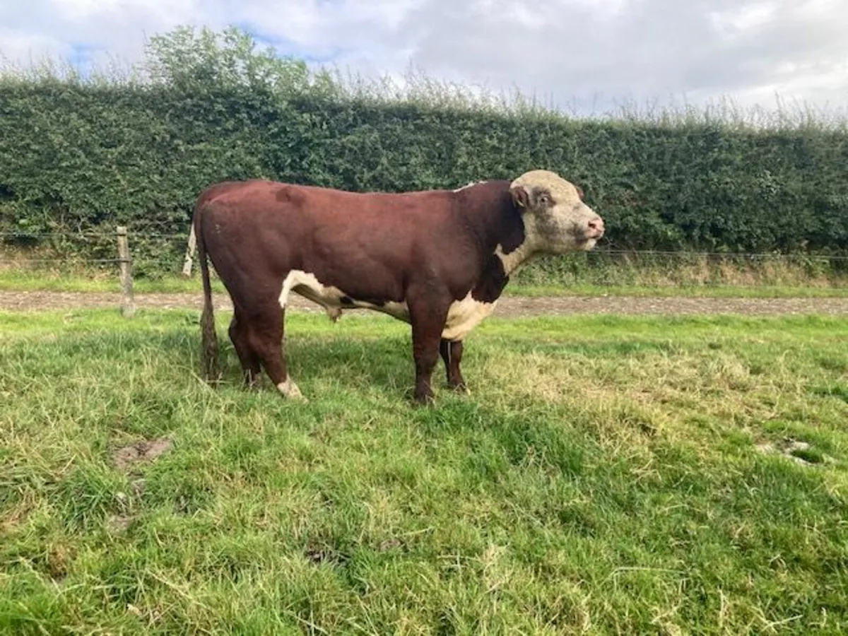 Hereford P.B.R Bull - Image 2
