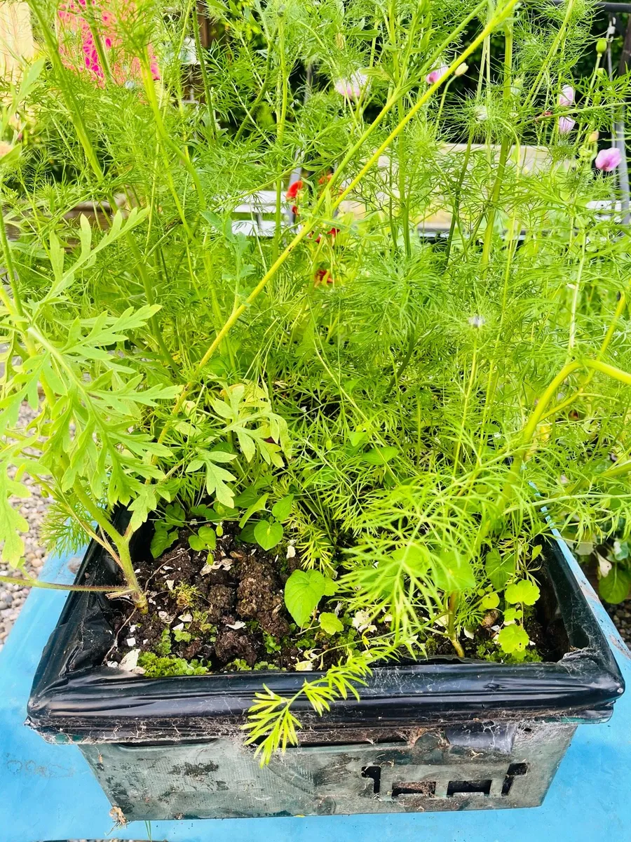 Big box with flowers & tomatoes plants - Image 3