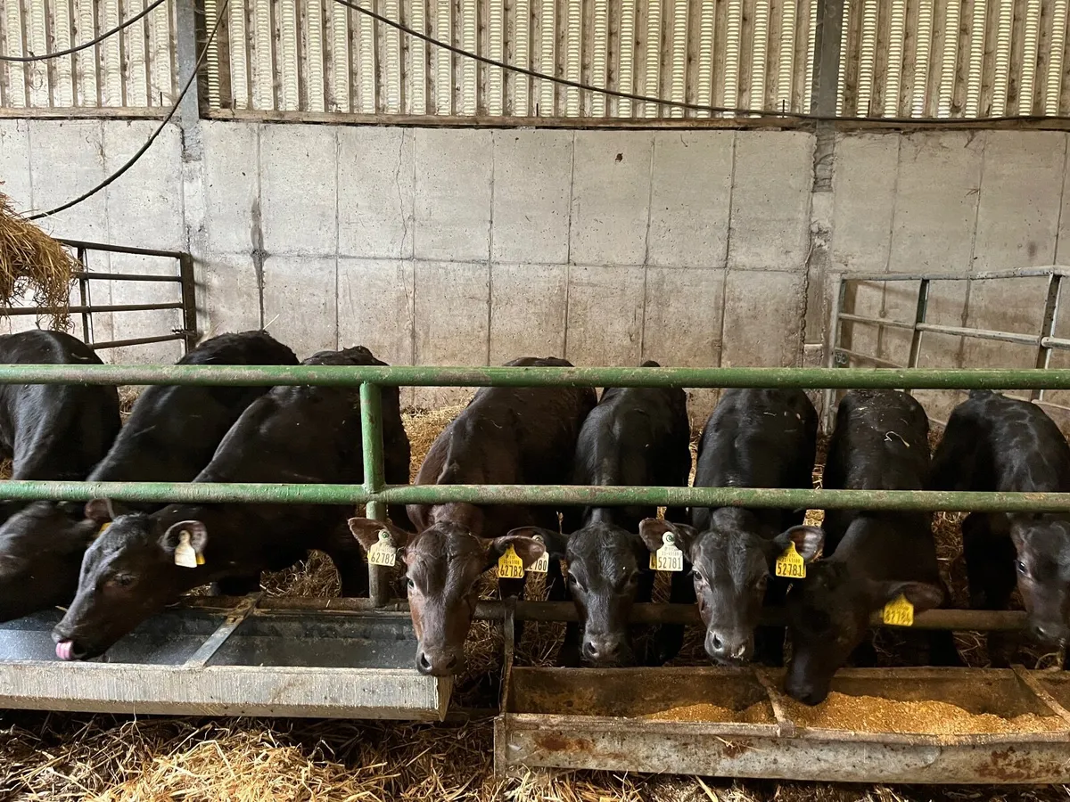 Strong calves - Image 2
