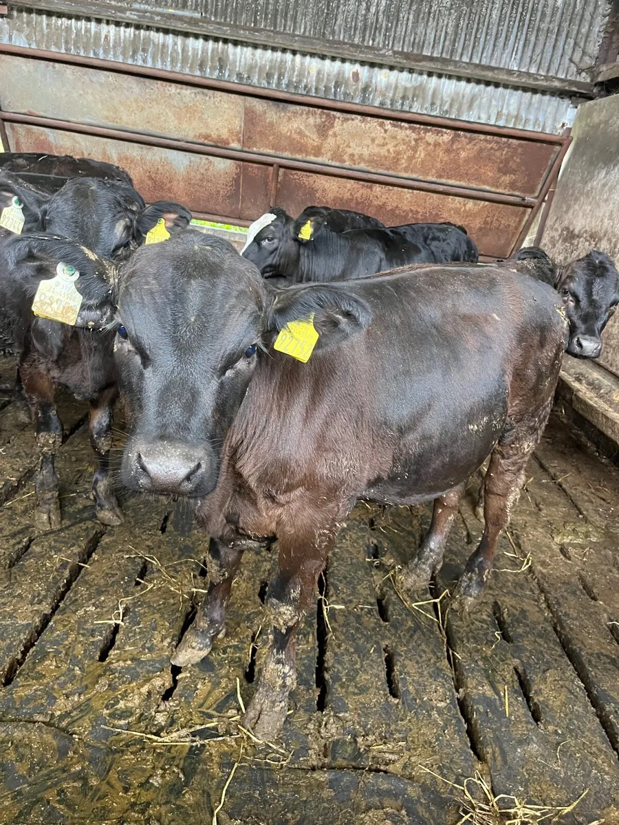 Strong calves - Image 3
