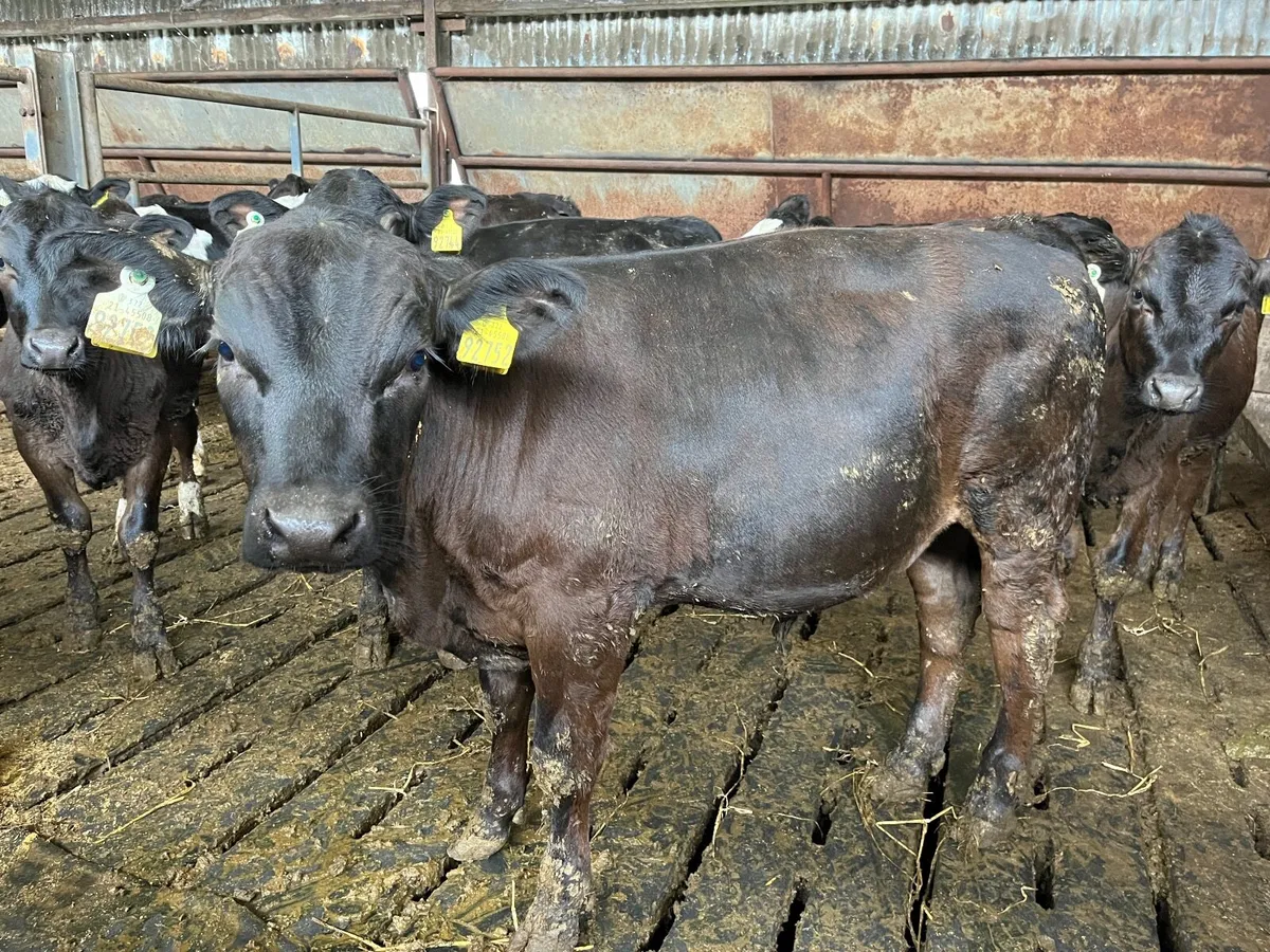 Strong calves - Image 1