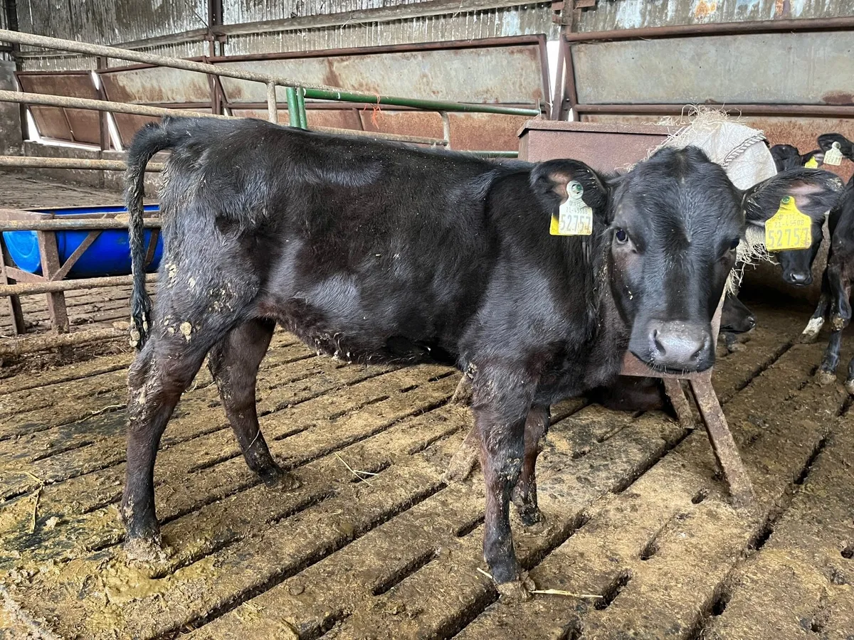 Strong calves - Image 4