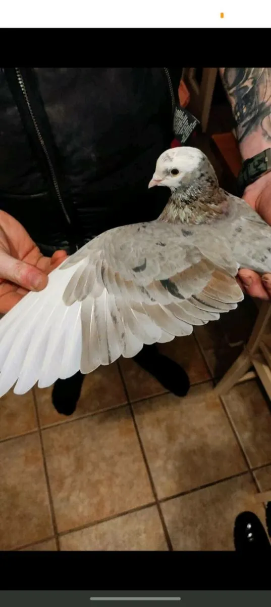 Roller pigeons - Image 1