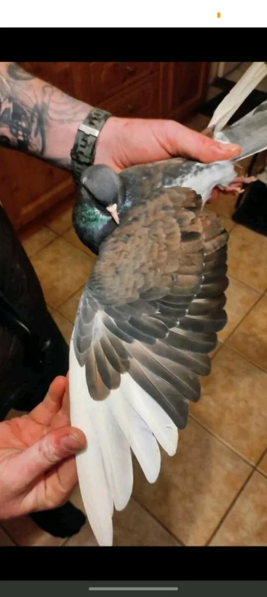 Roller pigeons - Image 2