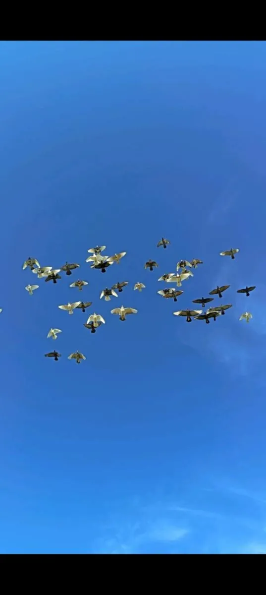 Roller pigeons - Image 4