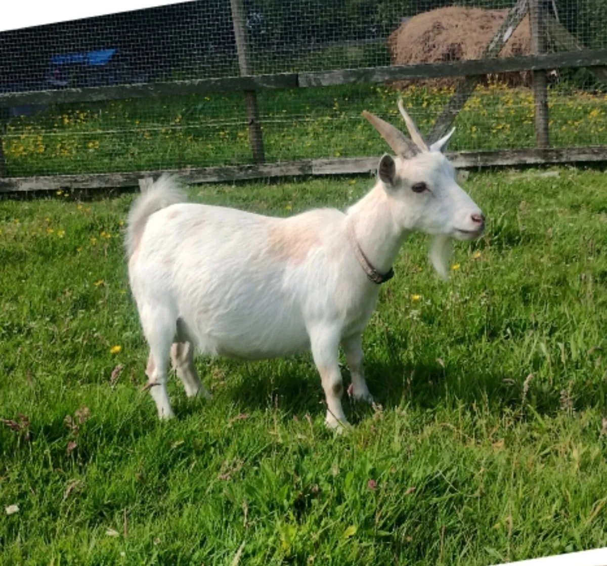 Pygmy goats - Image 1