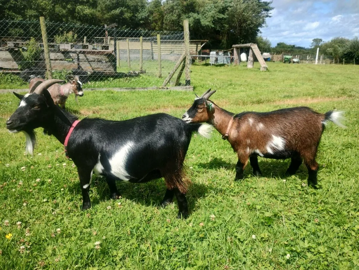 Pygmy goats - Image 2