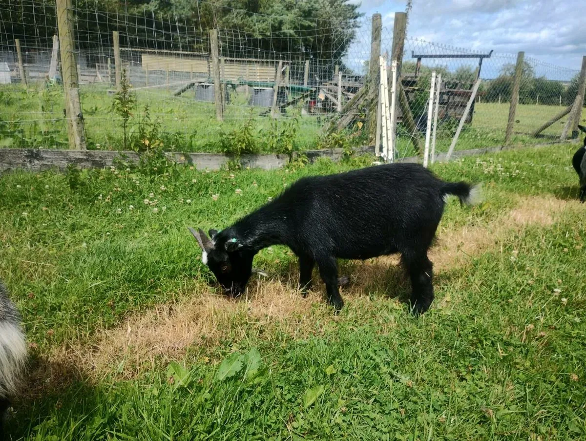 Pygmy goats - Image 3