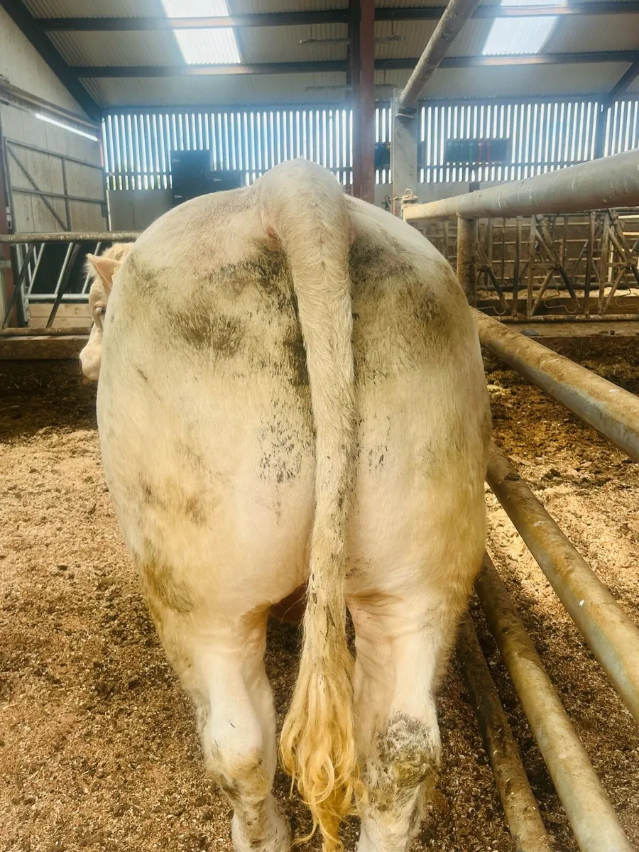 Pedigree Charolais bull ( stars & style) - Image 1