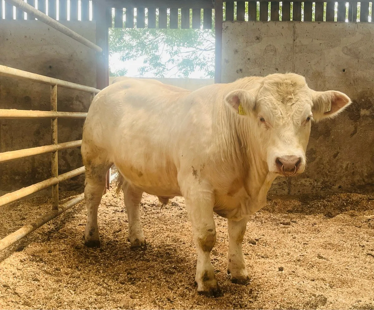 Pedigree Charolais bull ( stars & style) - Image 2