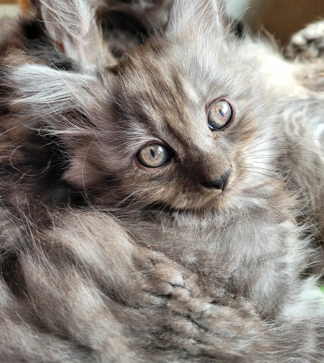 Domestic Longhaired kittens - Image 1
