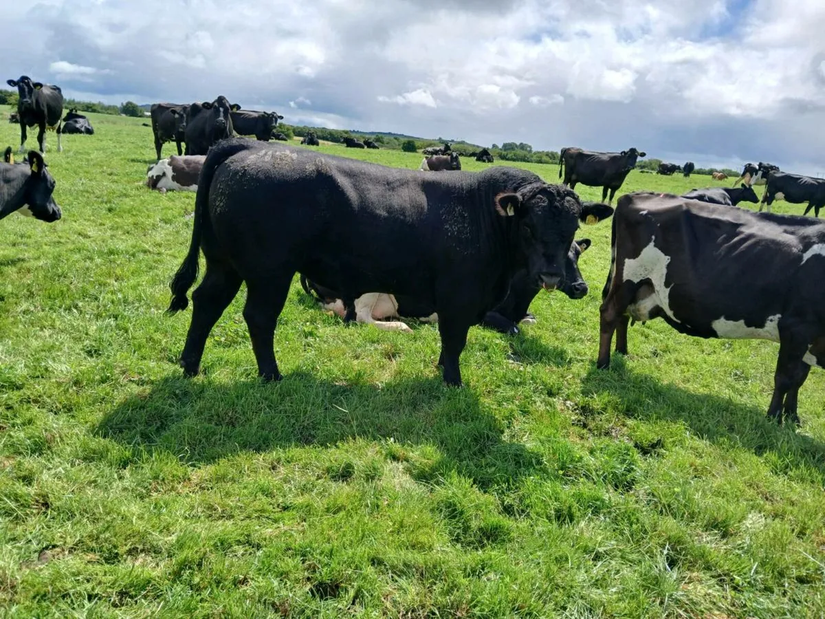2 Pedigree Angus Stockbulls - Image 1
