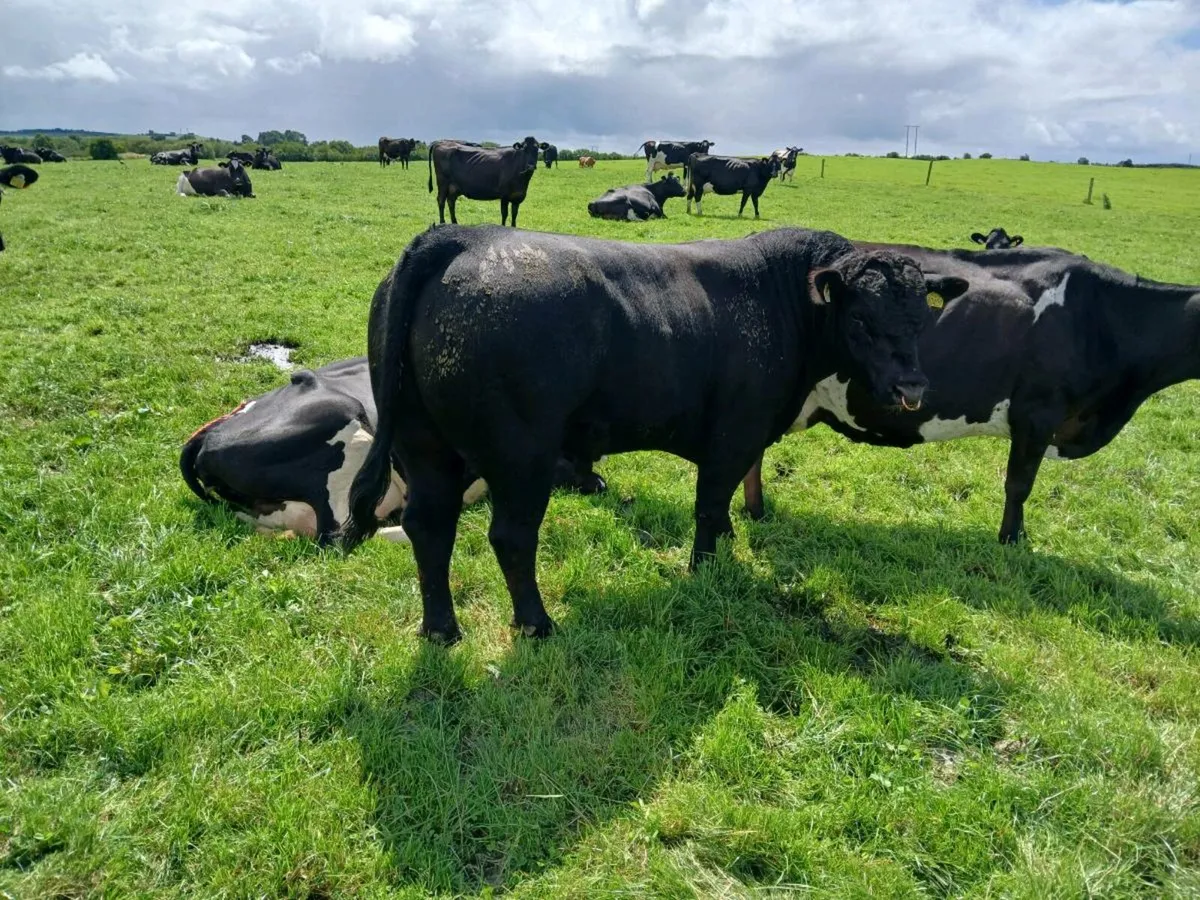 2 Pedigree Angus Stockbulls - Image 2