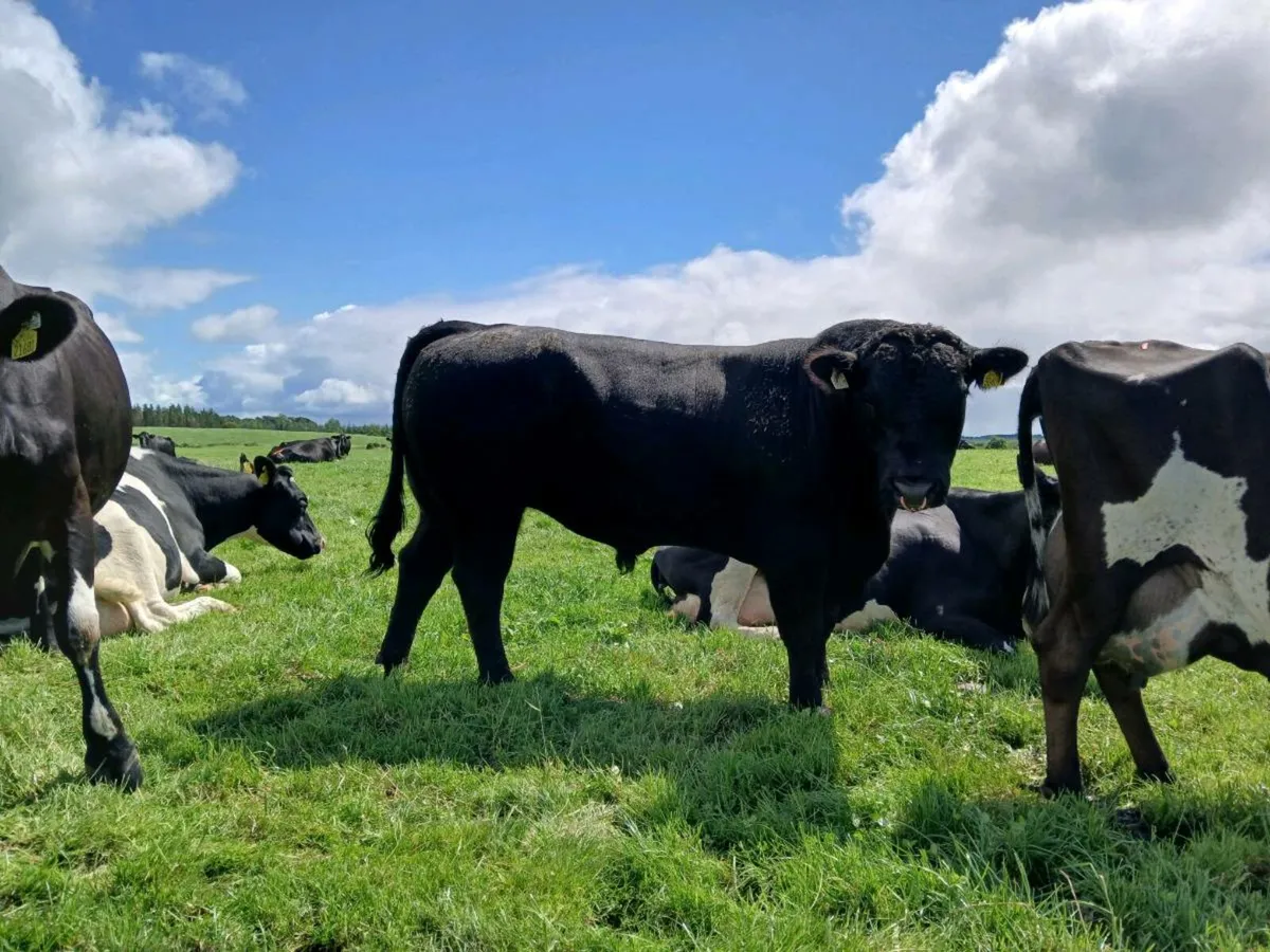 2 Pedigree Angus Stockbulls - Image 3