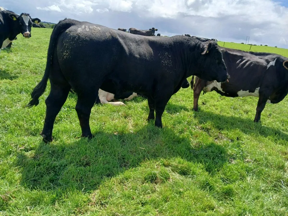 2 Pedigree Angus Stockbulls - Image 4