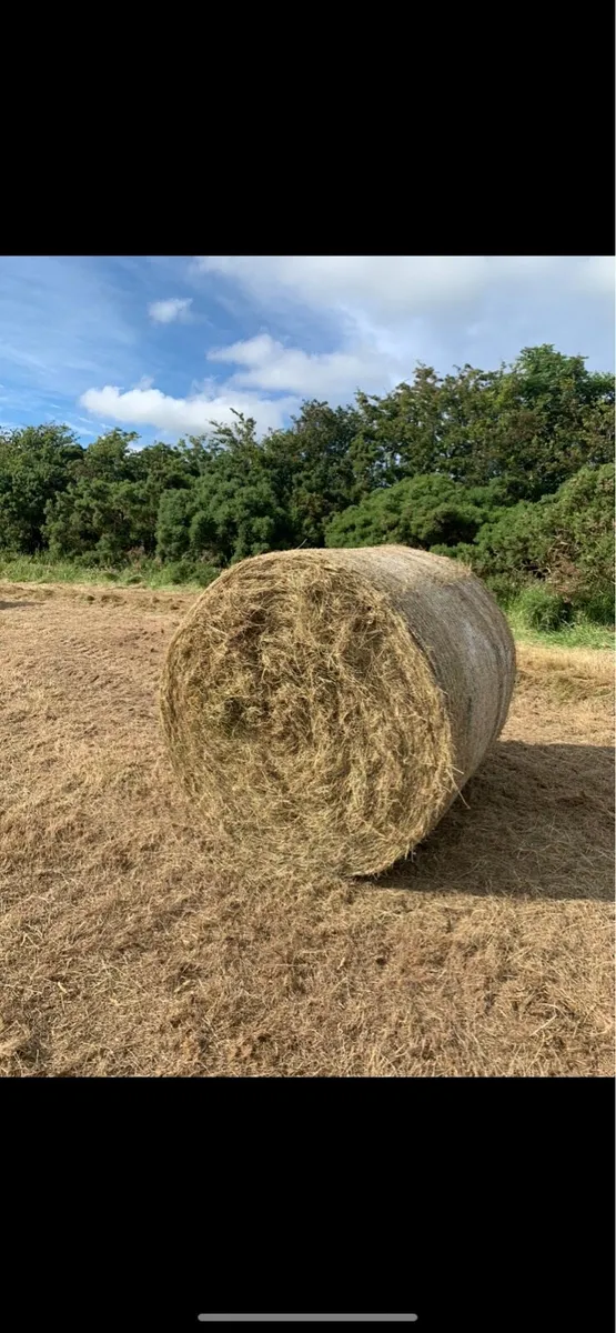 Hay for Sale - Image 1