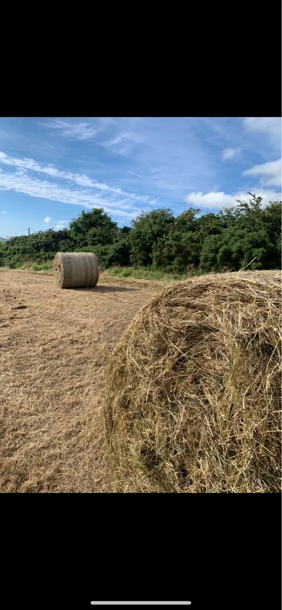 Hay for Sale - Image 2