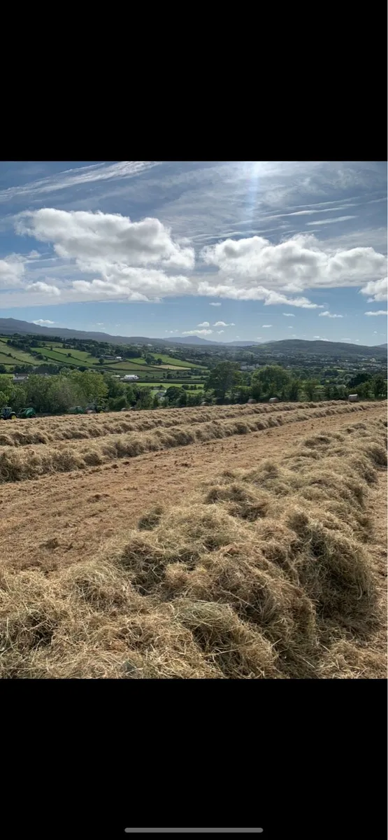 Hay for Sale - Image 3