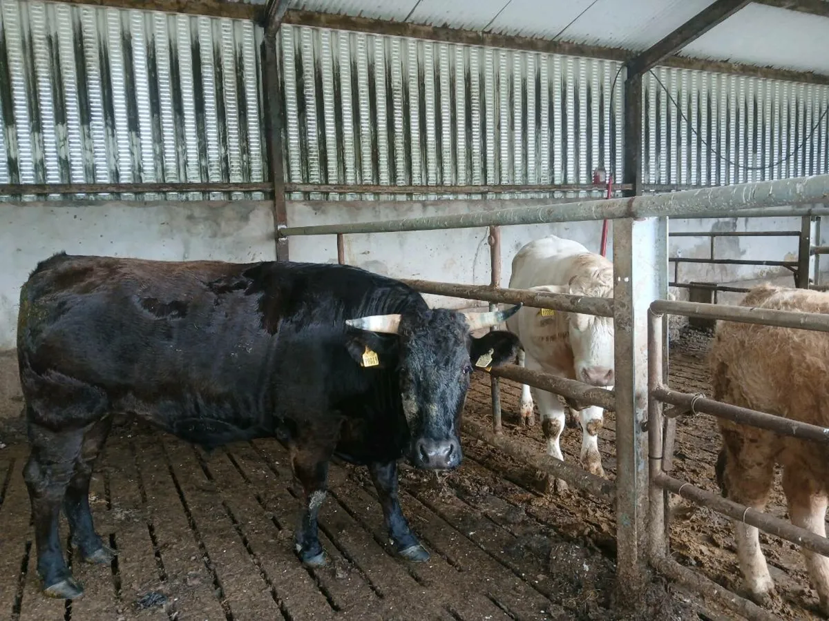 3 year old wagyu bullock - Image 1