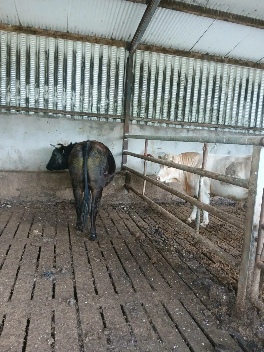 3 year old wagyu bullock - Image 2