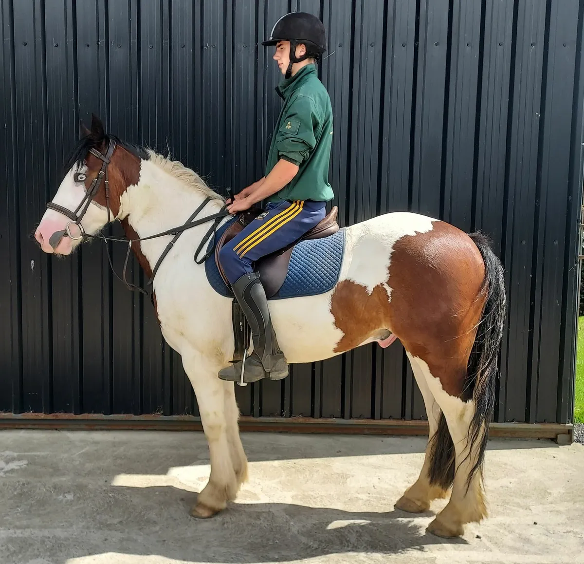 14'2 Riding Cob - Image 1