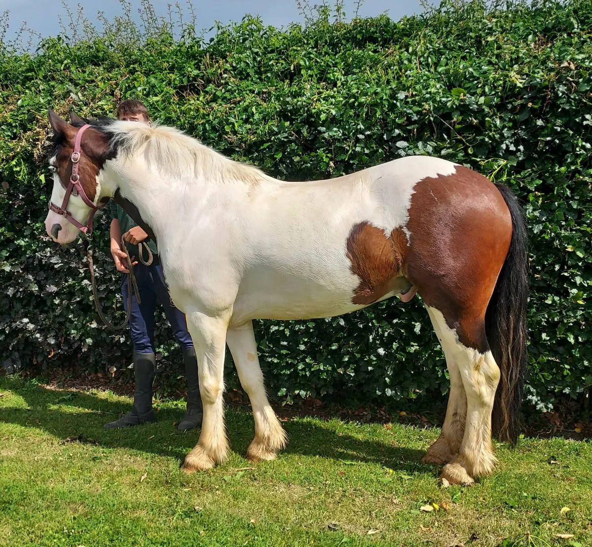 14'2 Riding Cob - Image 2